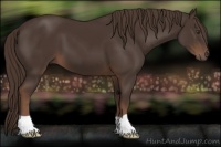Horse Color:Liver Chestnut 
