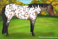 Horse Color:Bay Roan Appaloosa 