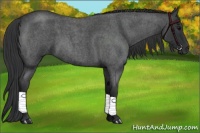 Horse Color:Blue Roan 