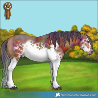 Horse Color:Nacre Bay Splash Frame 