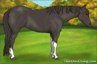 Horse Color:Smoky Black Tobiano Rabicano 