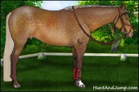 Horse Color:Chocolate Silver Buckskin Varnish