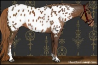 Horse Color:Liver Chestnut Sabino Appaloosa 