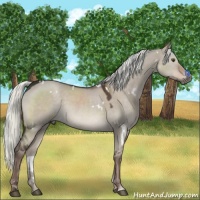 Horse Color:White Spotted Liver Red Dun Sabino Rabicano