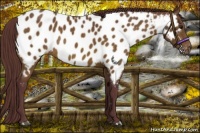 Horse Color:Chocolate Buckskin Appaloosa Rabicano 