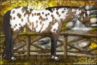 Horse Color:Buckskin Near Leopard Rabicano 