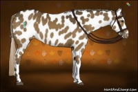 Horse Color:Chocolate Palomino Appaloosa 