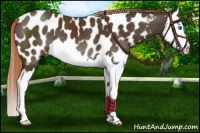 Horse Color:Liver Chestnut Splash Near Leopard 
