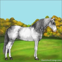 Horse Color:White Spotted Black Snowcap 