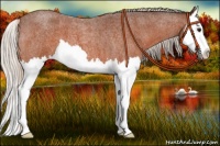 Horse Color:Silver Bay Roan Splash 