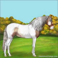 Horse Color:Silver Bay Onyx Tobiano Appaloosa Rabicano 