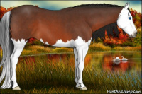 Horse Color:Gray Bay Roan Splash 