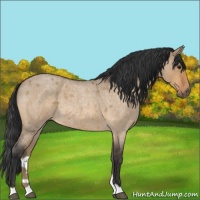 Horse Color:Bay Roan Dun 