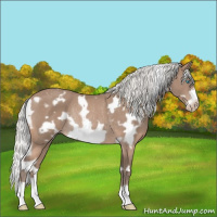 Horse Color:Gray White Spotted Silver Perlino Frame Varnish Rabicano 