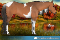 Horse Color:Bay Tobiano 