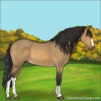 Horse Color:Bay Roan Dun 