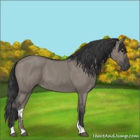 Horse Color:Grullo Roan 