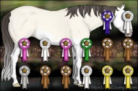 Horse Color:Amber Cream Champagne Dun Sabino Splash 