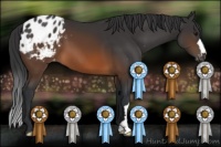 Horse Color:Brown Appaloosa