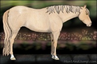 Horse Color:Gold Champagne Roan Appaloosa 