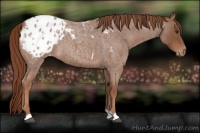 Horse Color:Red Roan Blanket