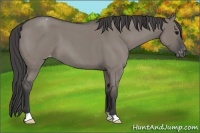 Horse Color:Grullo Roan Varnish 