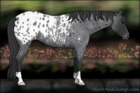 Horse Color:Blue Roan Appaloosa 