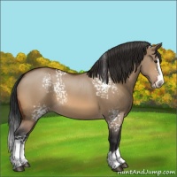 Horse Color:White Spotted Bay Dun Splash 
