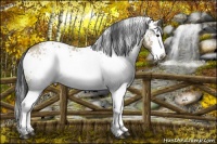 Horse Color:White Spotted Bay Dun Splash 
