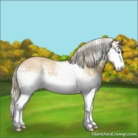Horse Color:White Spotted Palomino Roan Splash 
