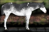 Horse Color:White Spotted Black Tobiano 