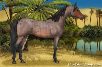 Horse Color:Bay Roan 