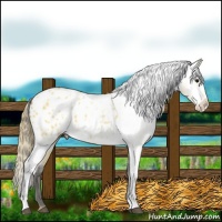 Horse Color:Buckskin Varnish 