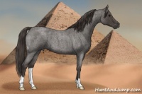 Horse Color:Smoky Blue Roan 