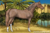 Horse Color:Red Roan 