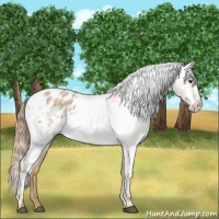 Horse Color:Red Roan Varnish