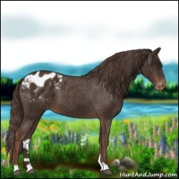 Horse Color:Liver Chestnut Appaloosa