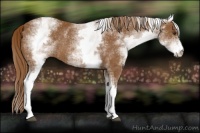 Horse Color:White Spotted Chestnut Rabicano 