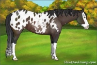 Horse Color:Brown Splash Appaloosa 