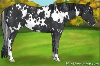 Horse Color:White Spotted Black