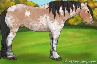 Horse Color:White Spotted Bay Ice Roan