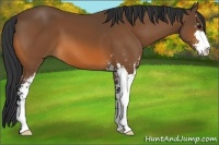 Horse Color:Bay Sabino 