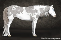 Horse Color:White Spotted Smoky Black Splash Appaloosa 