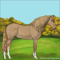 Horse Color:Red Dun 