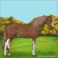 Horse Color:White Spotted Chestnut 