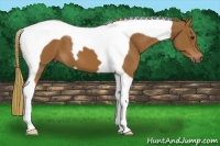 Horse Color:Chestnut Tobiano