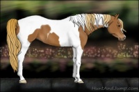 Horse Color:Chestnut Tobiano
