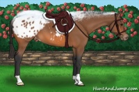 Horse Color:Bay Appaloosa
