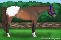 Horse Color:Buckskin Appaloosa