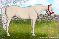 Horse Color:Cremello